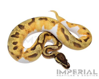 Yellowbelly Enchi Pied Ball Python for sale, buy ball pythons online, reptiles for sale online, buy pets online