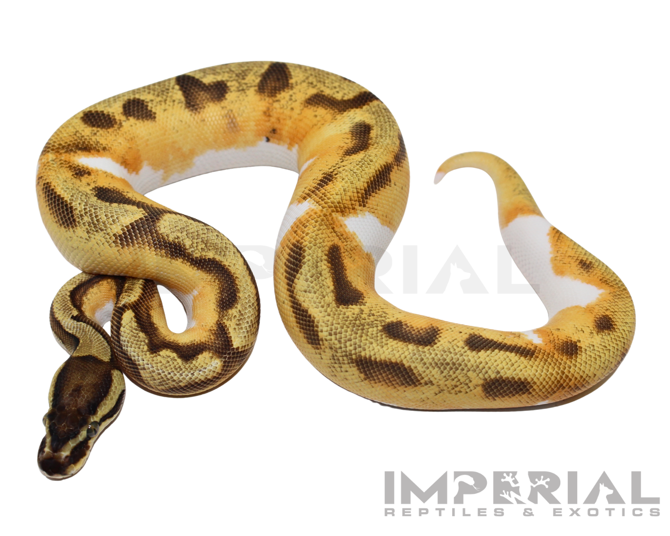 Yellowbelly Enchi Pied Ball Python for sale, buy ball pythons online, reptiles for sale online, buy pets online