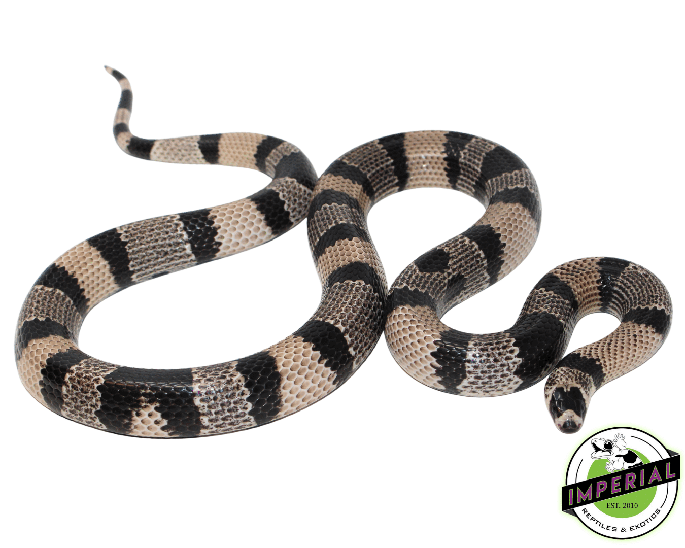 Anery Honduran Milksnake Adult For Sale - Imperial Reptiles – IMPERIAL