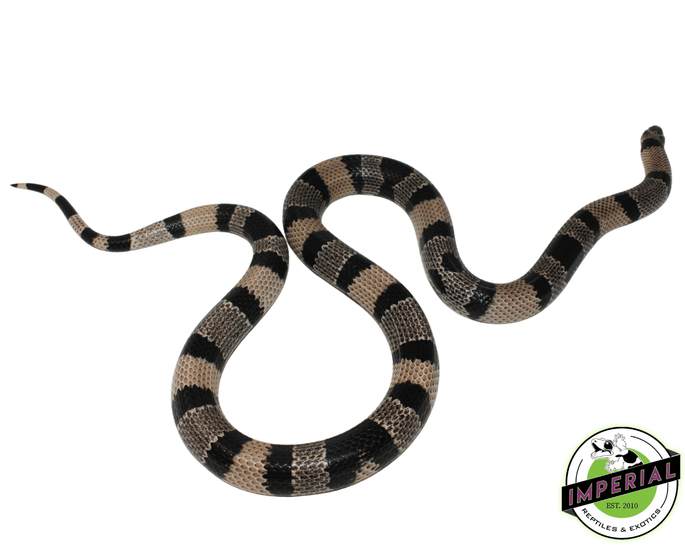 Anery Honduran Milksnake Adult For Sale - Imperial Reptiles – IMPERIAL