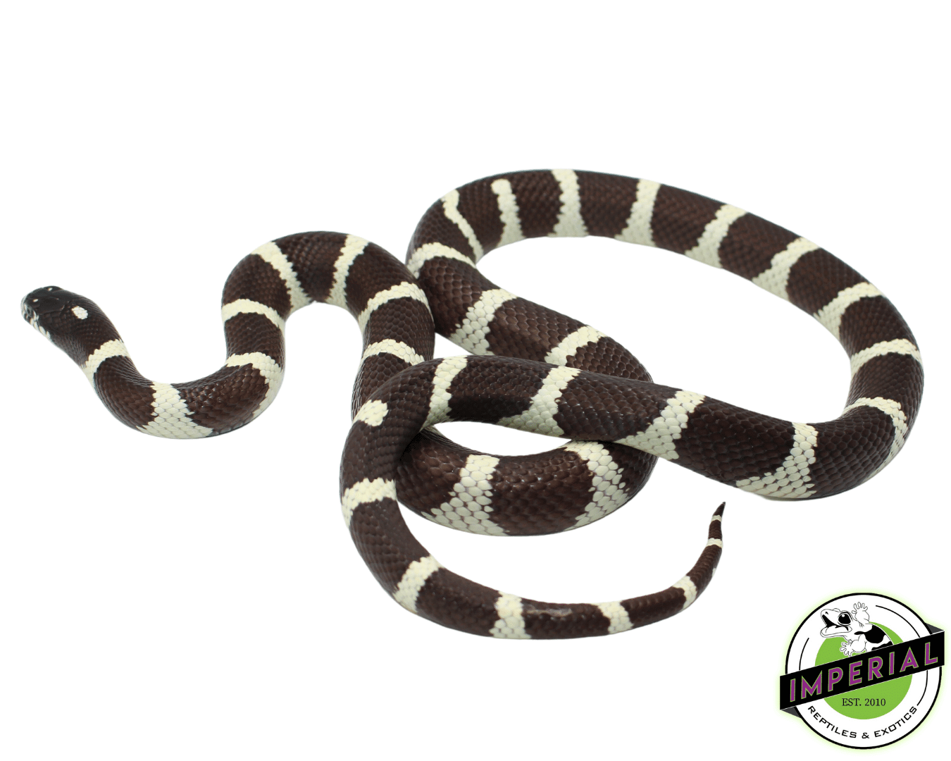 kingsnake for sale online at cheap prices, buy reptiles near me