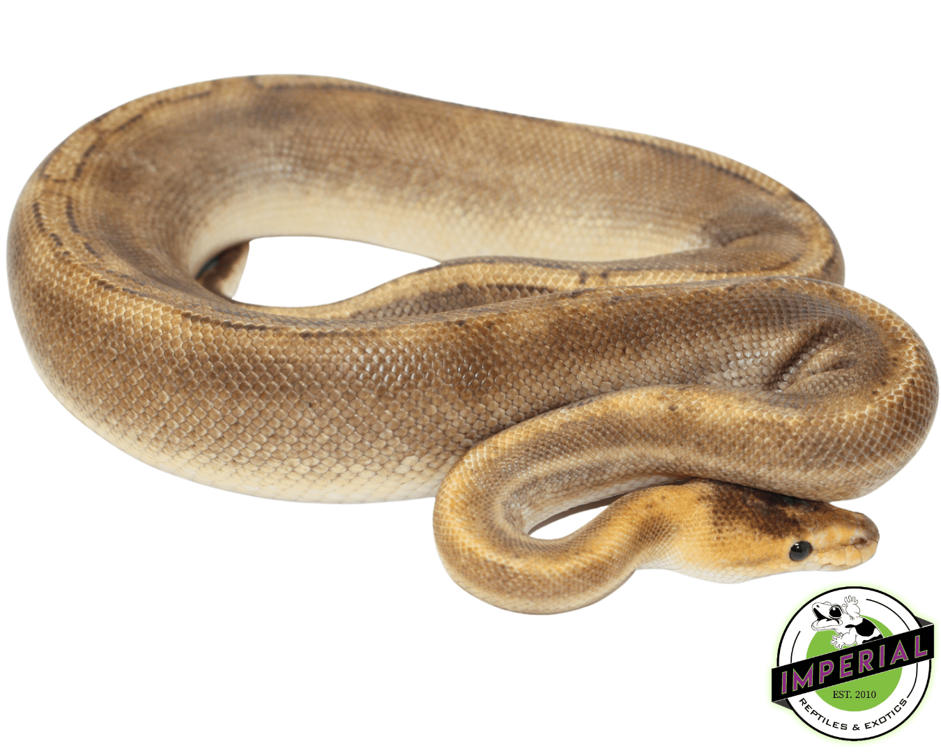 Champagne Ball Python Adult For Sale - Imperial Reptiles – IMPERIAL ...