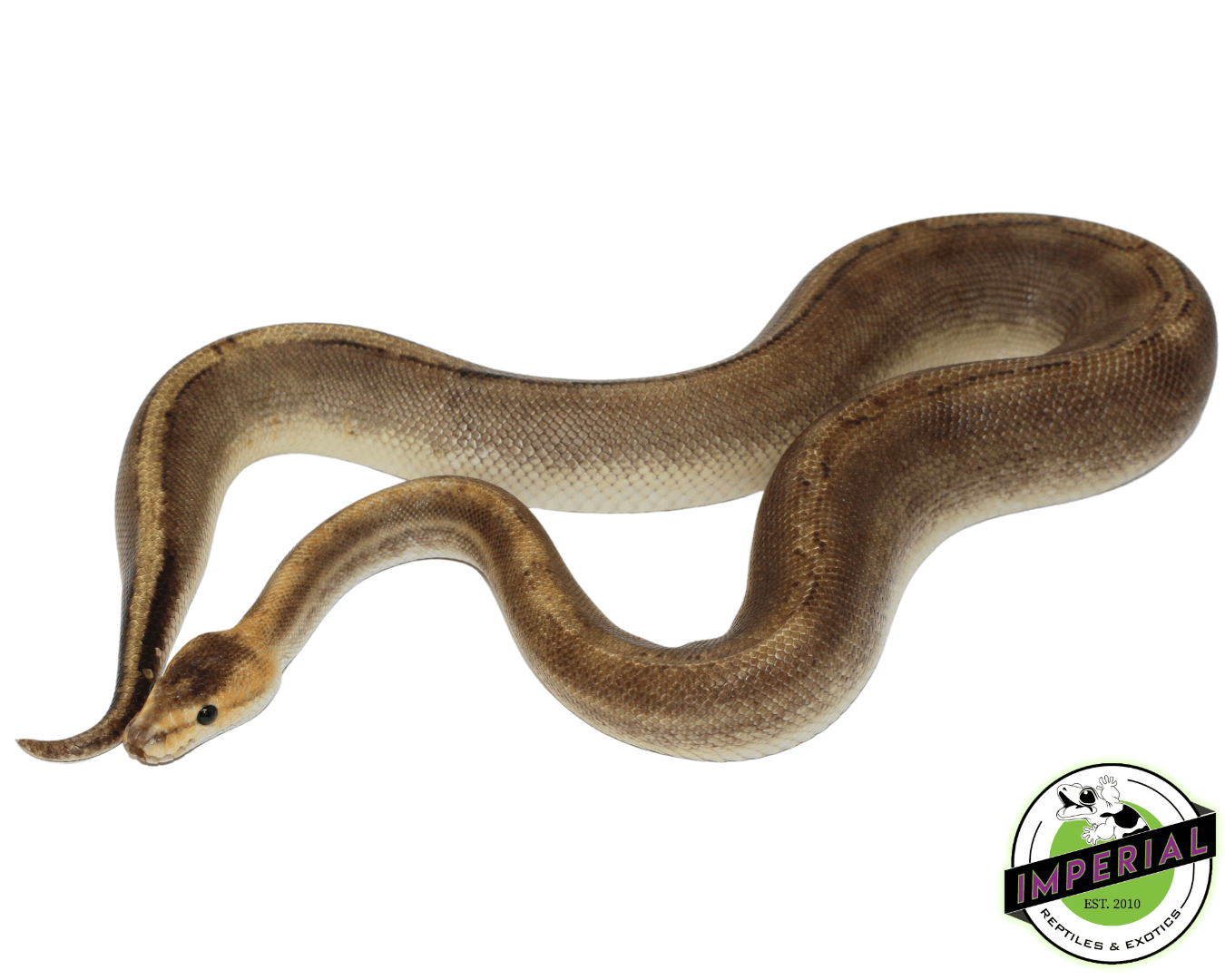 Champagne Ball Python Champagne Ball Python Adult For Sale - Imperial Reptiles – IMPERIAL ...
