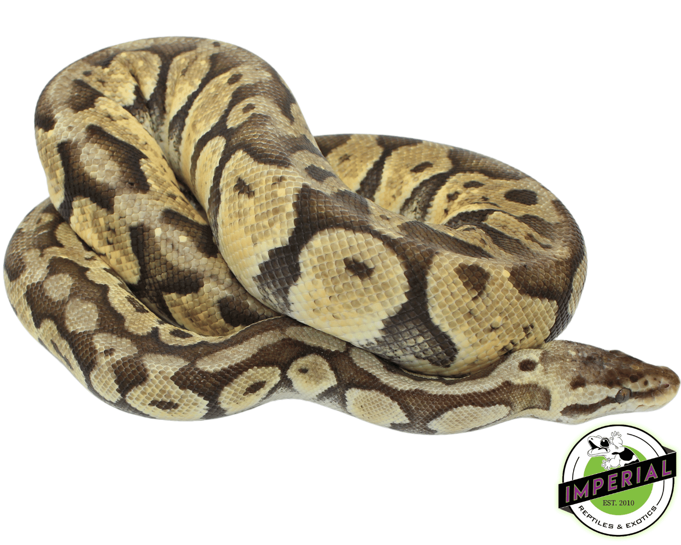 Citrus Ball Python For Sale - Imperial Reptiles – IMPERIAL REPTILES ...