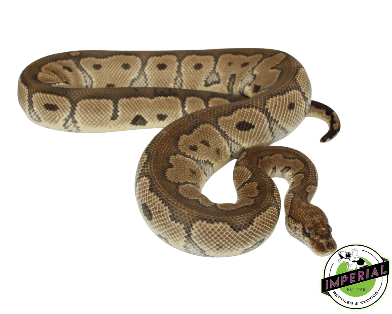 Candy Clown Ball Python Clown Ball Python For Sale - Imperial Reptiles – IMPERIAL REPTILES ...