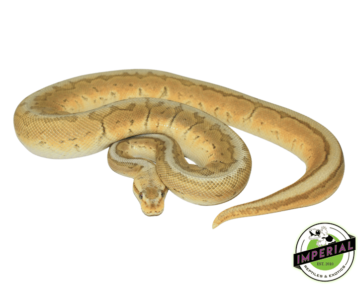 Lemonblast Enchi Pewter Ghost Ball Python Adult For Sale