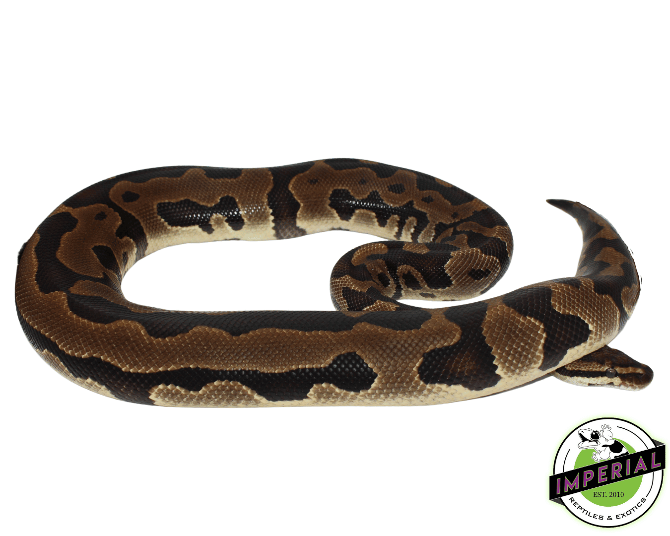 Leopard Ball Python For Sale - Imperial Reptiles – IMPERIAL REPTILES ...