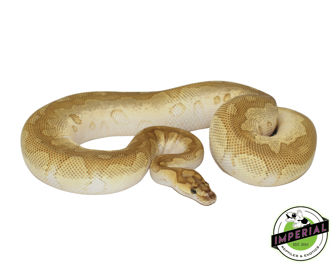 Lesser Clown Ball Python