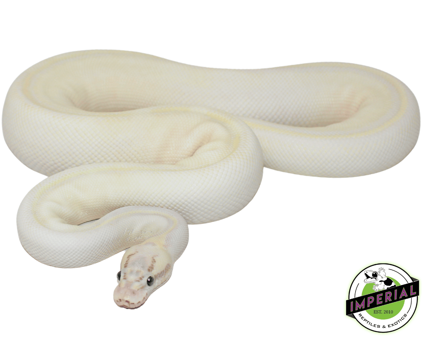 Ivory Pall Python Pastel Ivory Ball Python For Sale - Imperial Reptiles – IMPERIAL ...