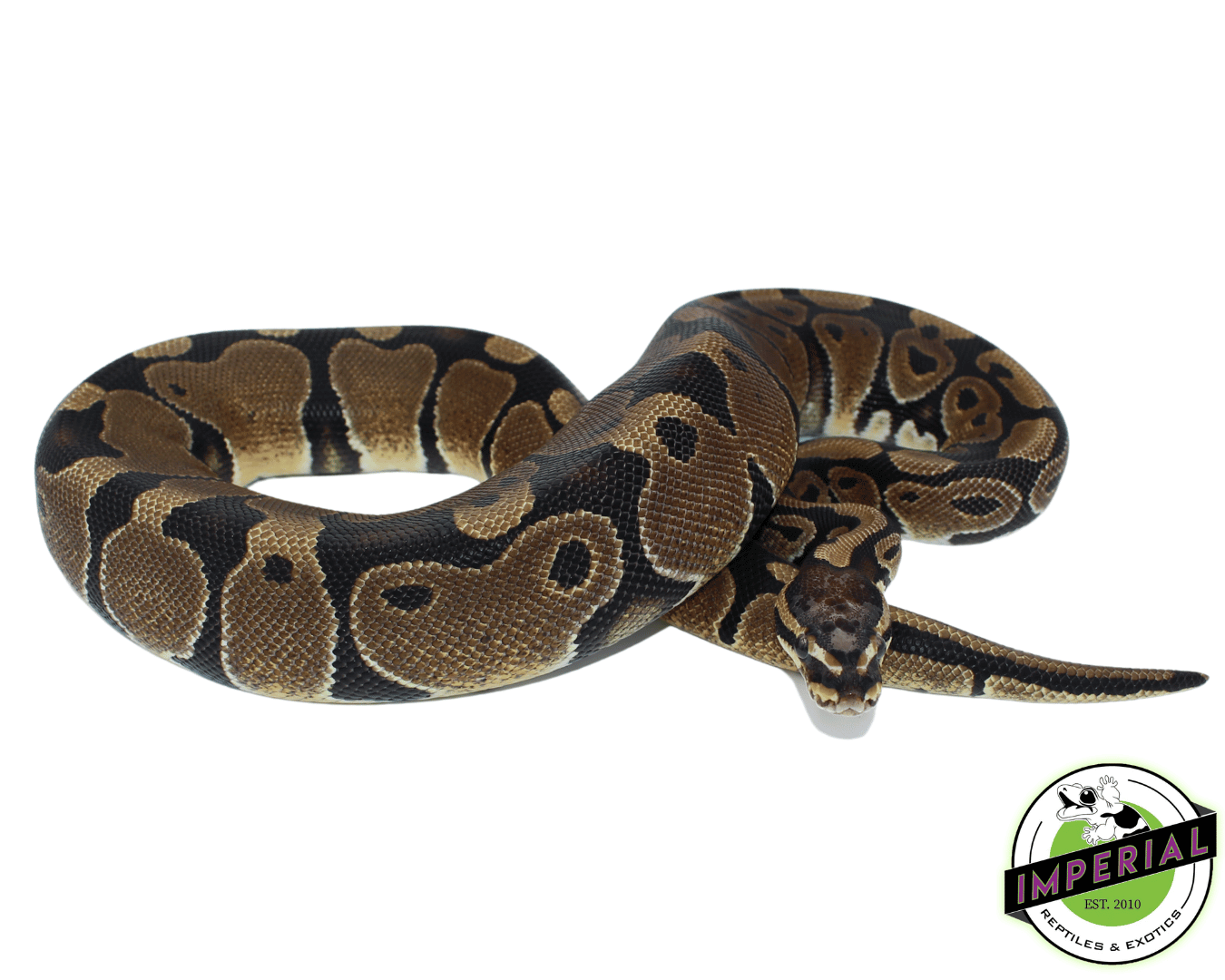 Bold Head Python Scaleless Head Ball Python For Sale - Imperial Reptiles – IMPERIAL ...