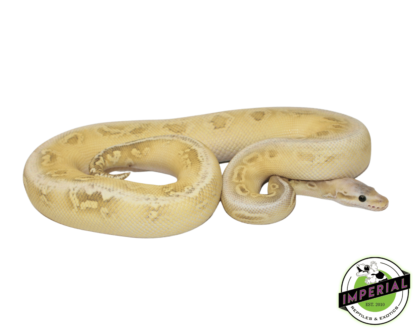 Silver Snake Python Silver Streak Ball Python