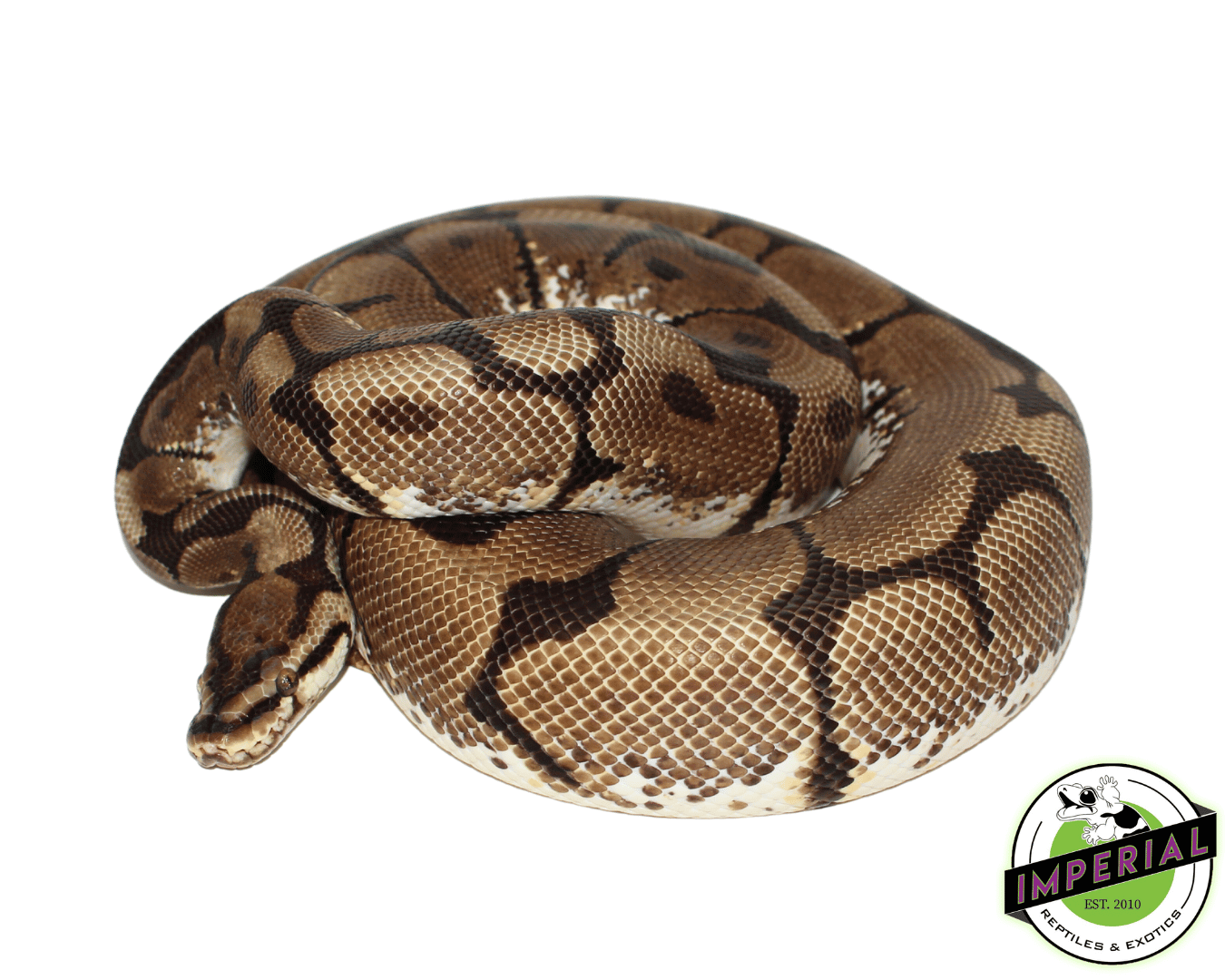 adult spider ball python for sale online, buy cheap ball pythons near me