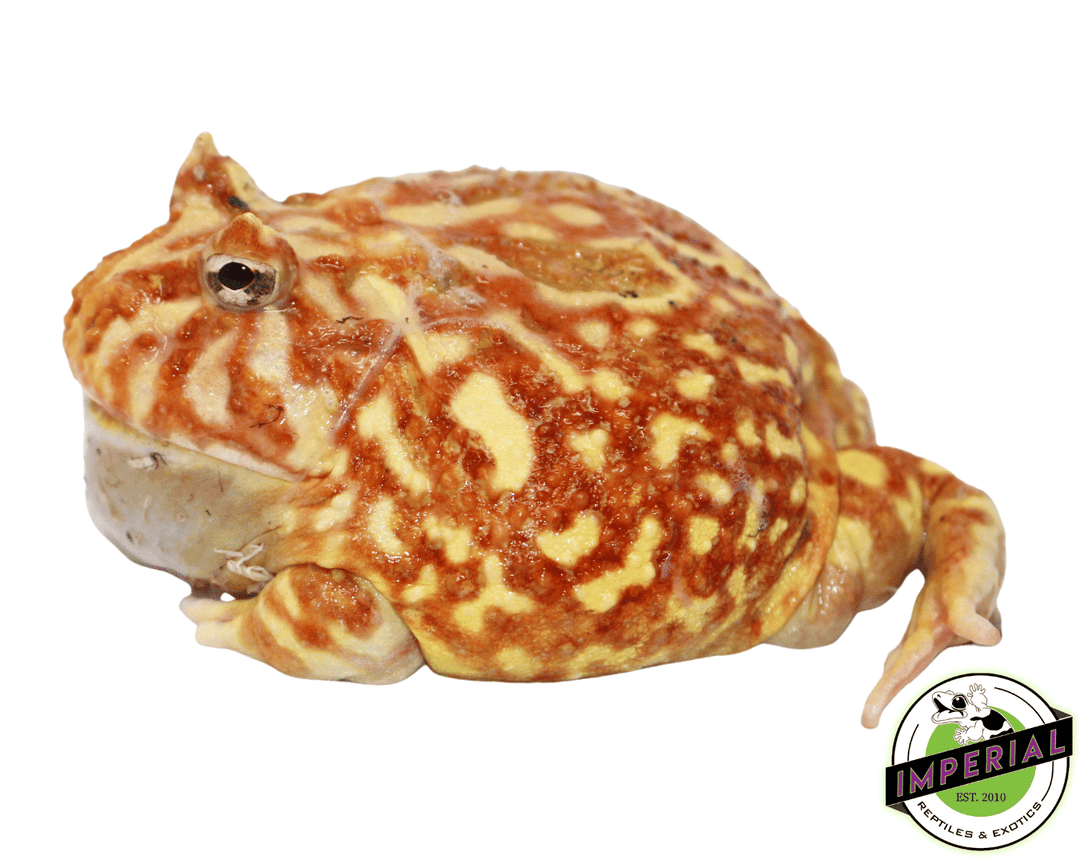 PET 夏炎灼屿 8cm×5m 150cm/loop Strawberry Pacman Frog Adult For Sale - Imperial Reptiles