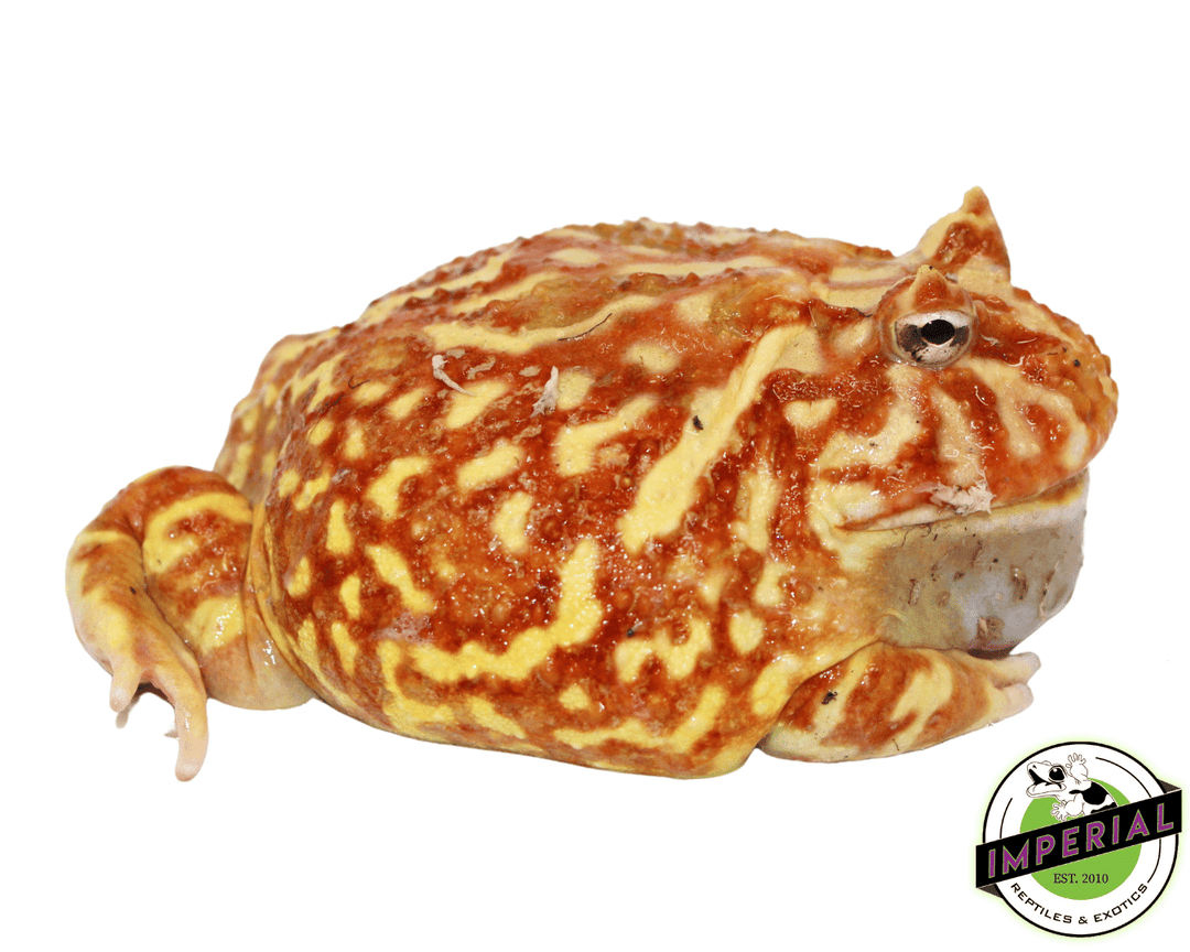 Reptiles Albino Pacman Frog Full Grown Baby Albino Pacman Frog