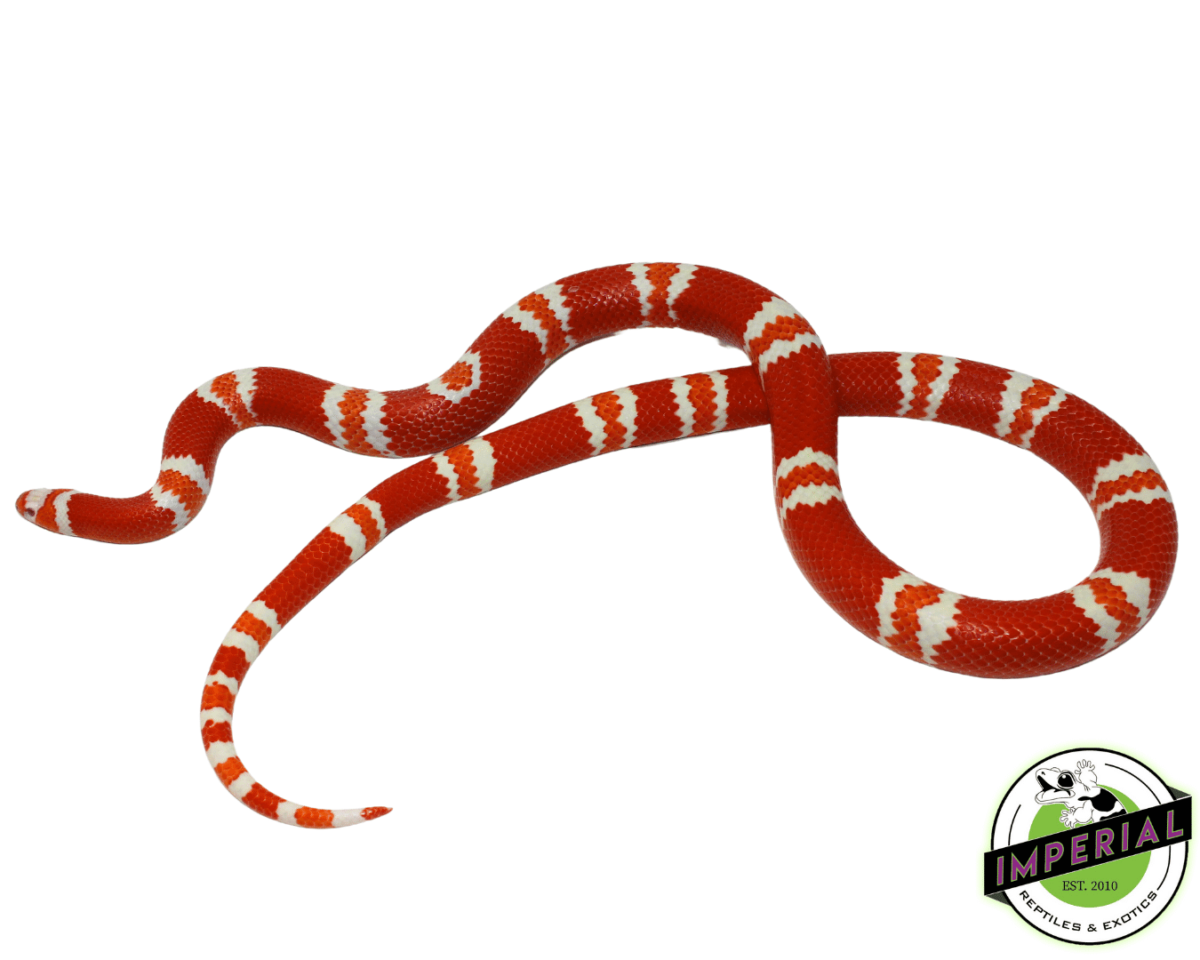 Tangerine Albino Honduran Milksnake Adult For Sale - Imperial Reptiles