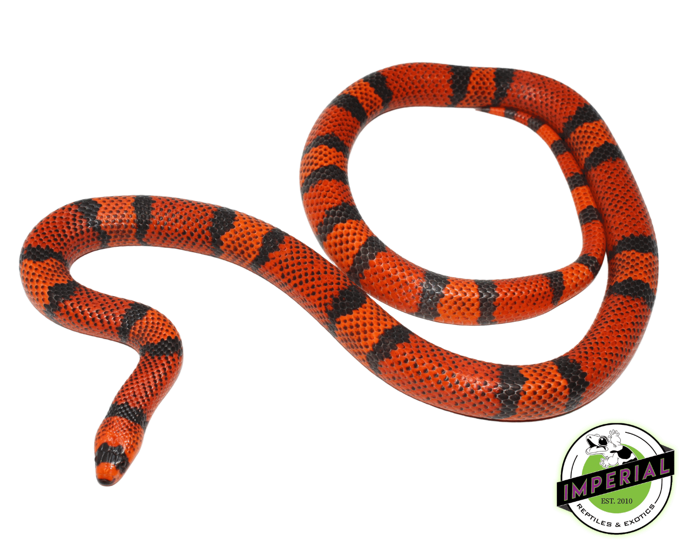 Hypo Tangerine Honduran Milksnake Adult For Sale - Imperial Reptiles