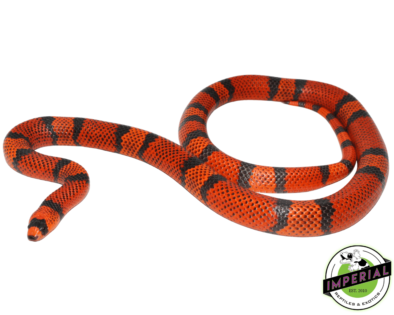 Hypo Tangerine Honduran Milksnake Adult For Sale - Imperial Reptiles