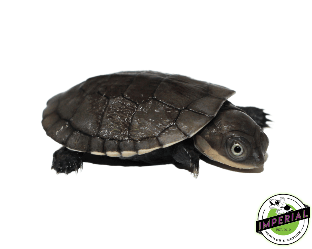 african-helmetted-turtle-for-