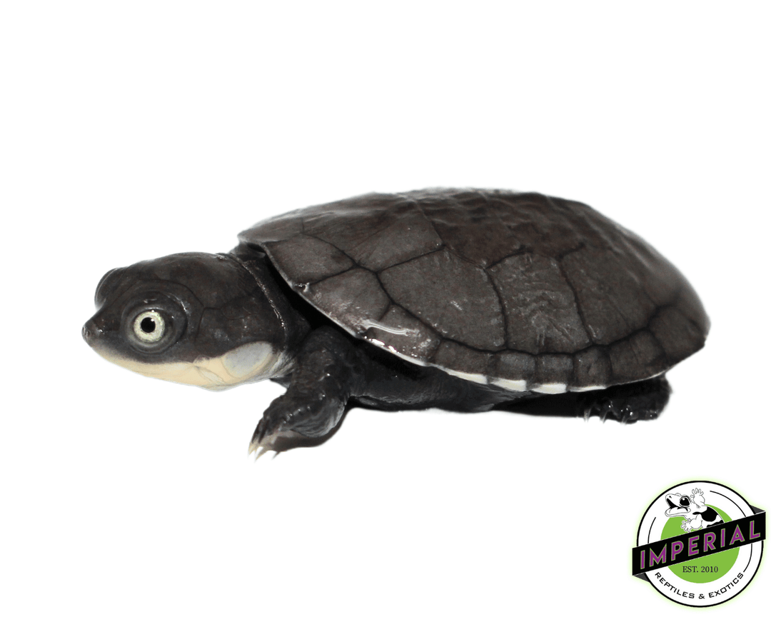 african-helmetted-turtles-for-