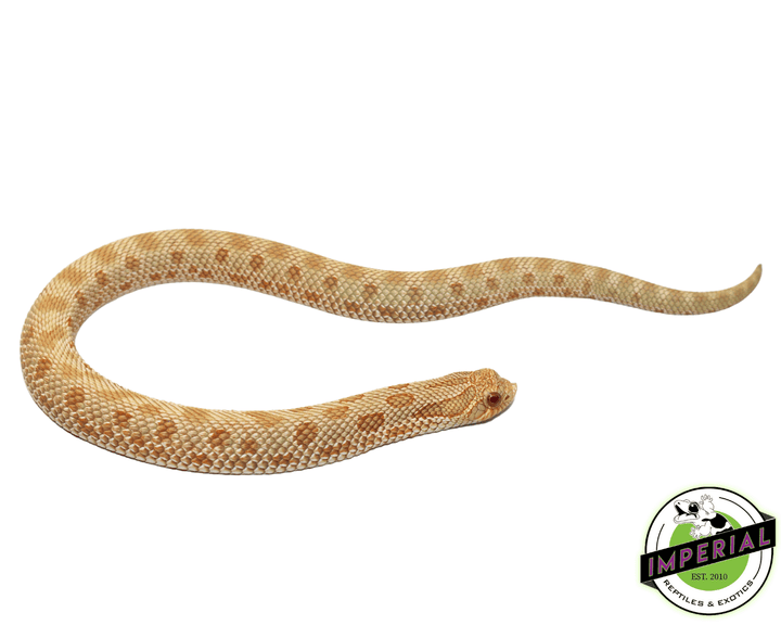 Albino Anaconda Western Hognose For Sale - Imperial Reptiles