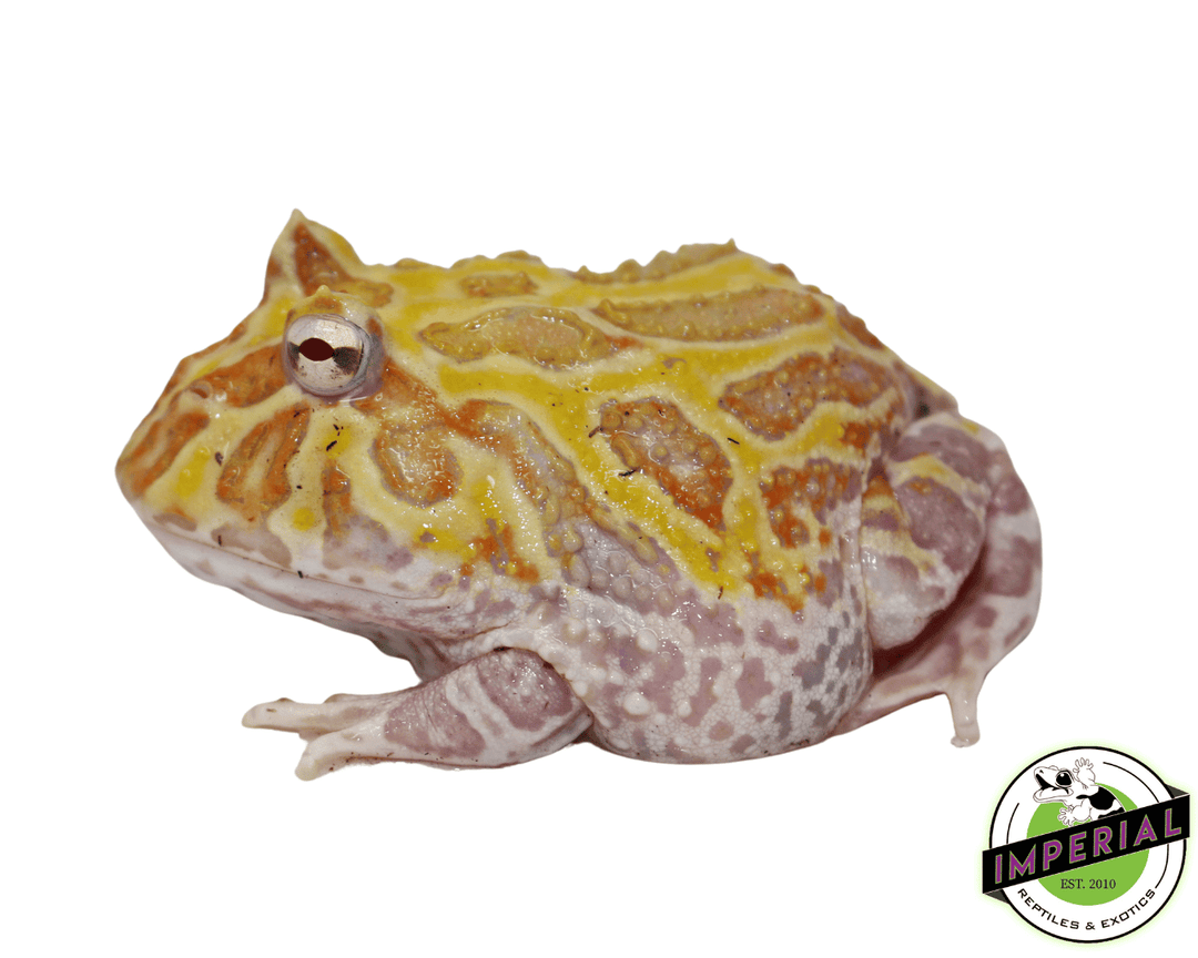 Apricot Albino Pacman Frog Apricot Albino Pacman Frogs For Sale