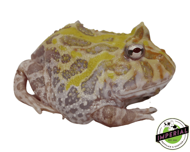 Albino Mutant Pacman Frog For Sale Imperial Reptiles – IMPERIAL