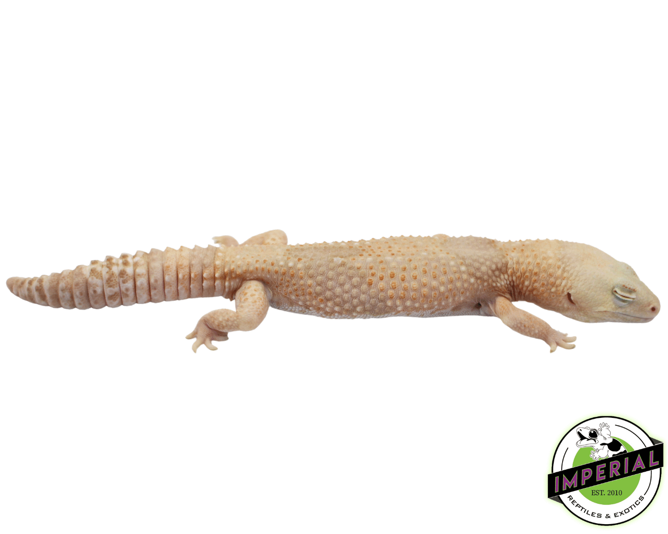 Whiteout Amel African Fat Tail Gecko Adult Male (#73123-01)