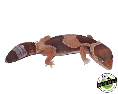 African Fat Tail gecko for sale, buy reptiles online