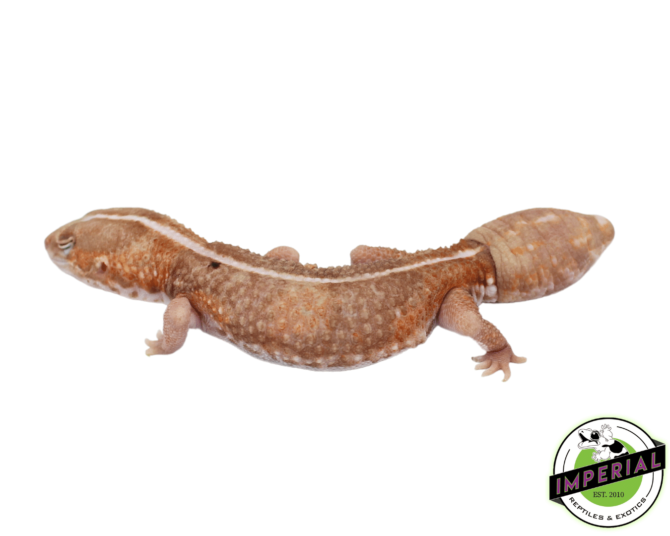 Amel Zero African Fat Tail Gecko Adult