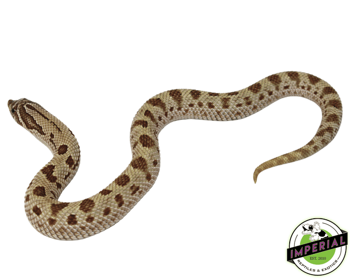 anaconda-hognose-snakes-for-