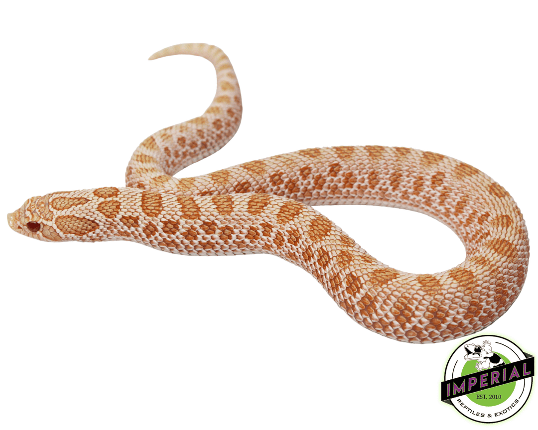 Arctic Albino Anaconda Western Hognose For Sale - Imperial