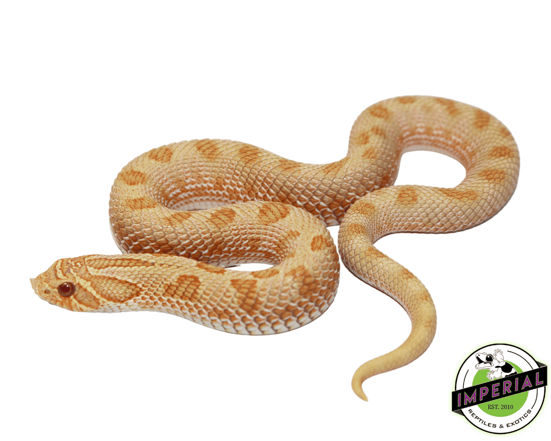 arctic-albino-anaconda-hognose