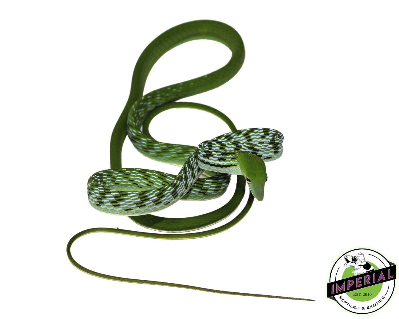Snake. Shop Asian Vine Snake For Sale - Imperial Reptiles – IMPERIAL REPTILES & EXOTICS