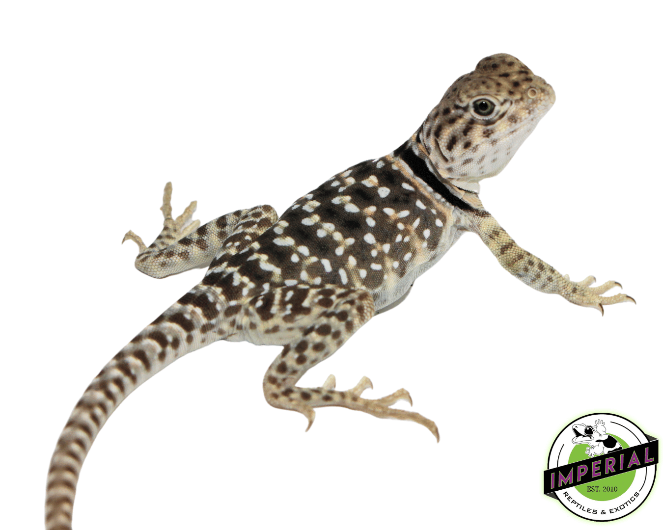 Eastern Collared Lizard For Sale Imperial Reptiles IMPERIAL