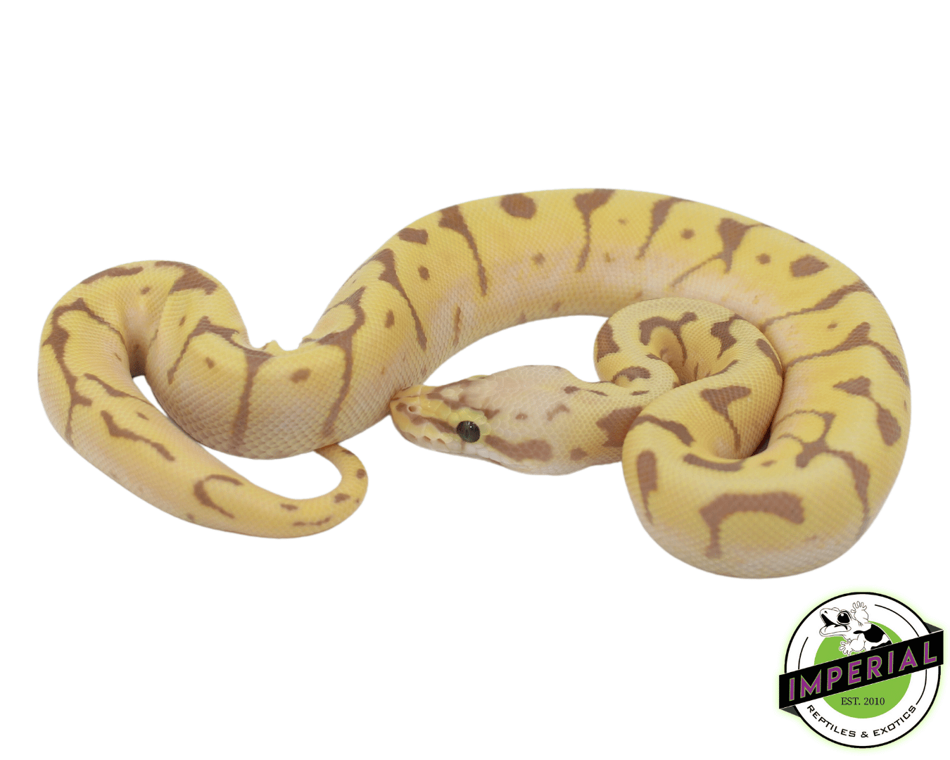 Banana Bee Ball Python For Sale - Imperial Reptiles – IMPERIAL REPTILES ...