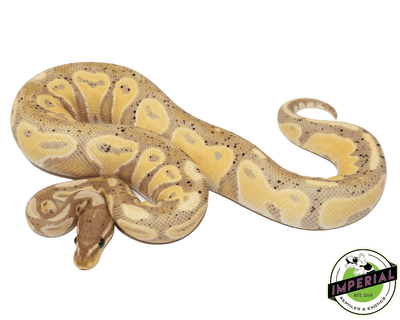 Blackhead Banana ball python for sale, buy reptiles online