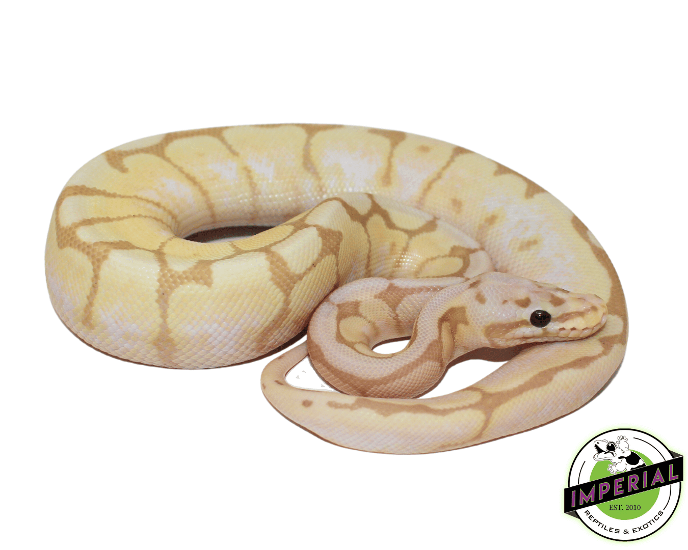 Albino Bumblebee Ball Python