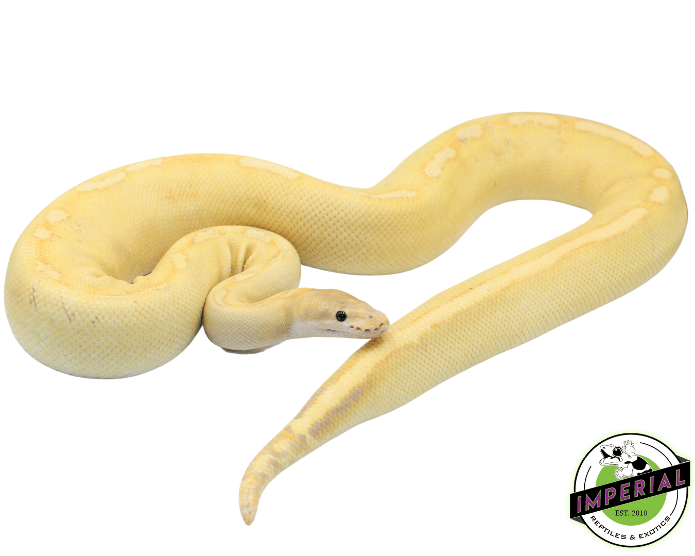 Banana Champagne Ball Python at Angelina Chomley blog