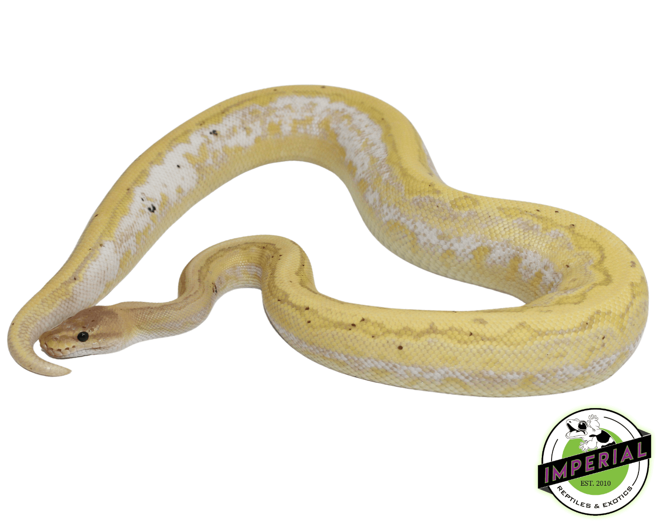 Banana Calico Pinstripe Cinnamon Yellowbelly ball python for sale, buy reptiles online
