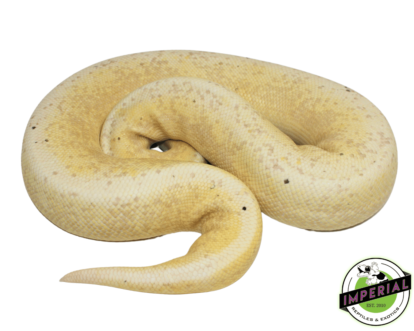 Fire Ball Python Adult Banana Pewter Fire Ball Python Adult For Sale - Imperial Reptiles ...
