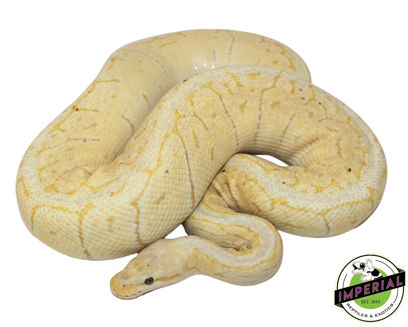 Lemon Royal Python Lemon Blast Royal Python
