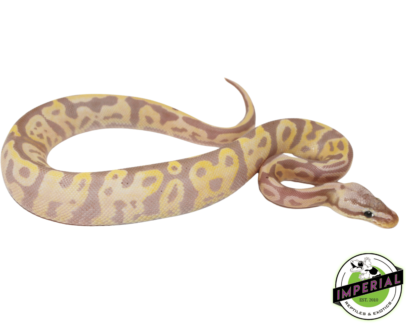 Banana Leopard Fire Python Ball Python For Sale - Imperial Reptiles – IMPERIAL REPTILES & EXOTICS