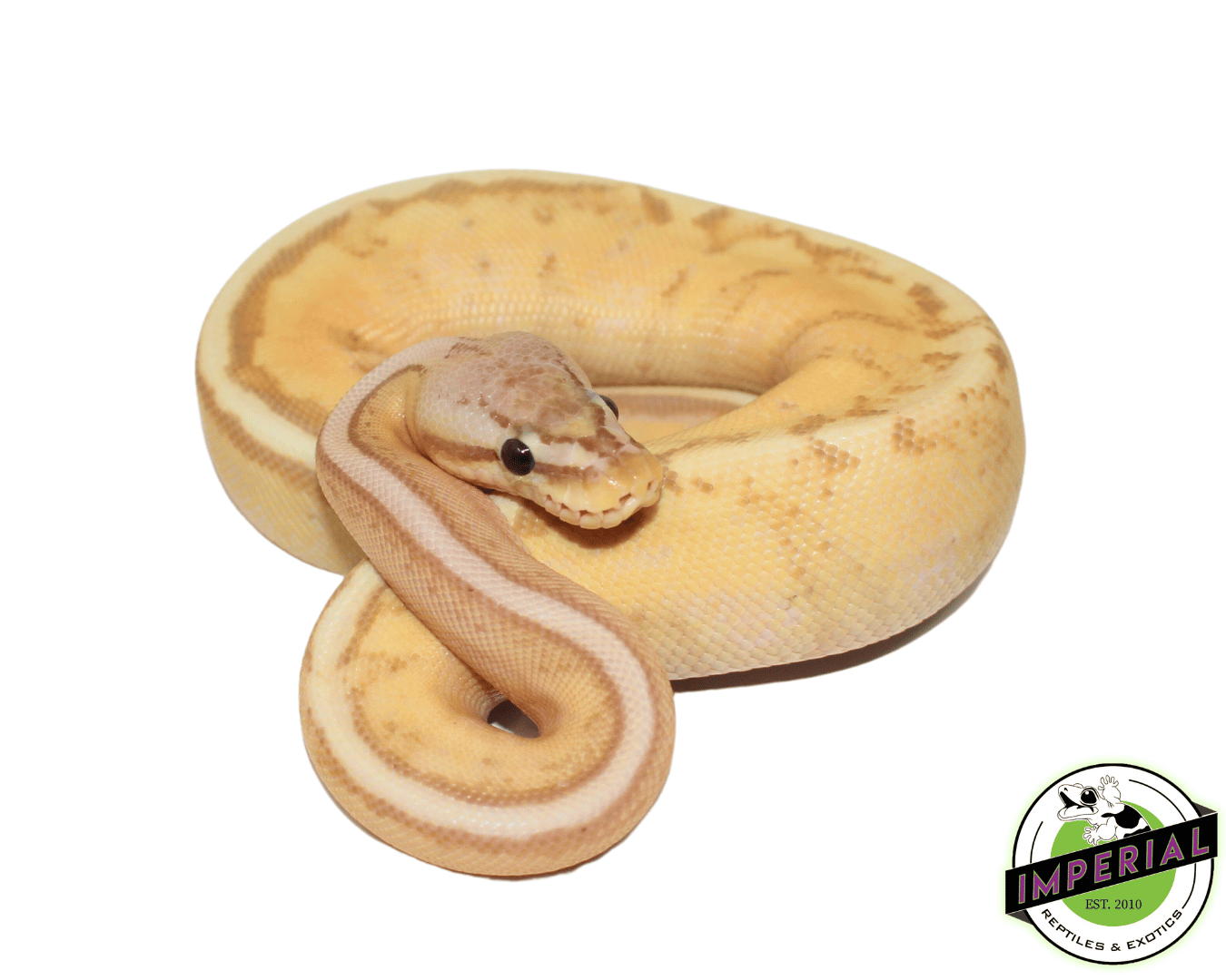 Banana Spider Ball Python
