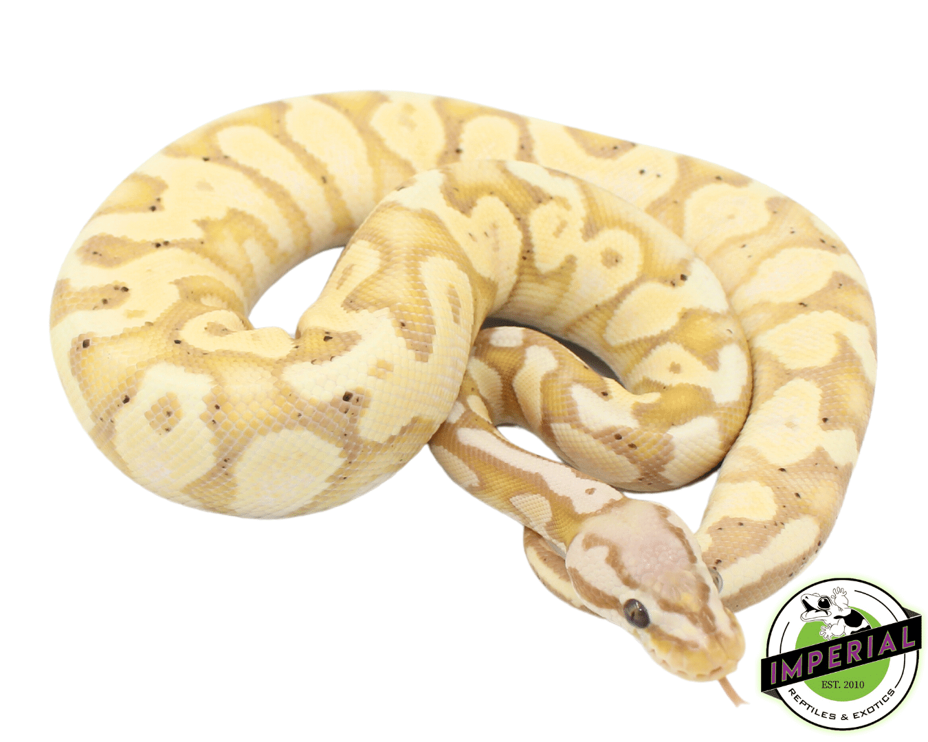 Pastel Banana Ball Python Het Black Axanthic Pastel Banana Ball Python