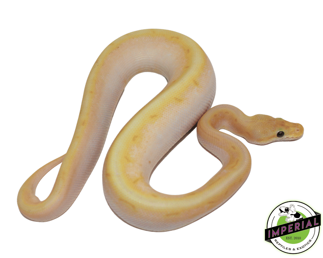 Super Banana Ball Python