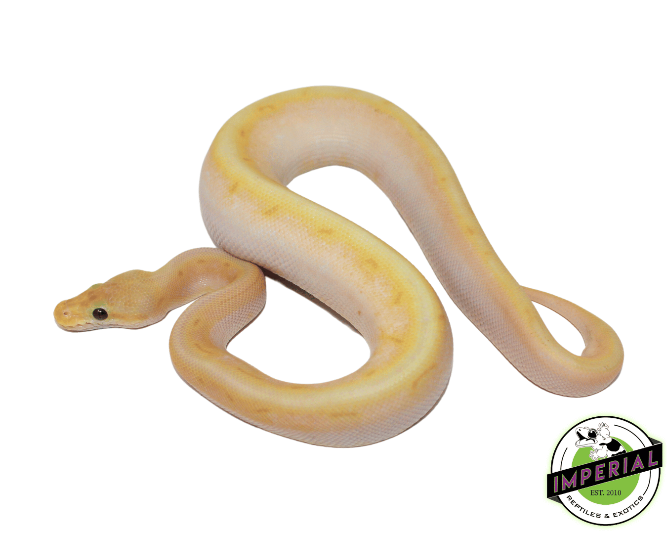Banana Super Enchi Spinnerblast Ball Python For Sale - Imperial ...