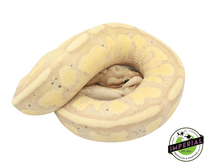 banana ball python for sale, buy reptiles online