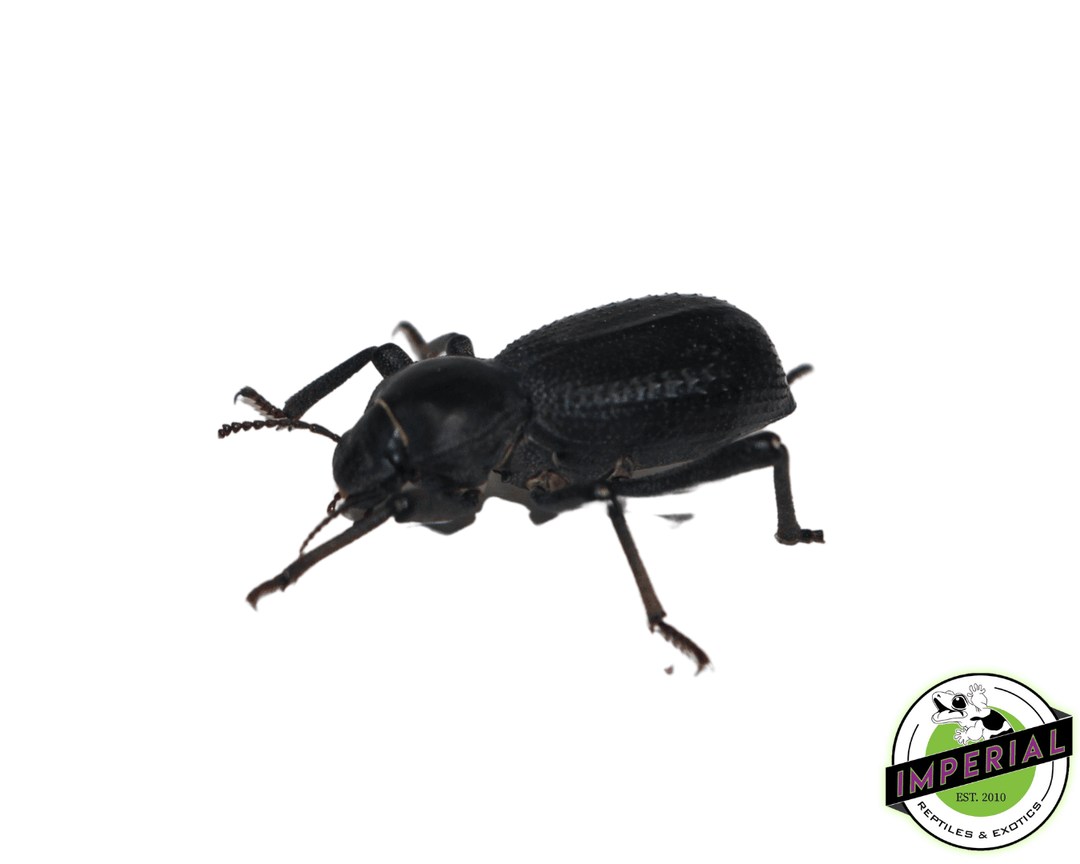 3fulgear【beetle16 2.0】BLACK black-death-feigning-beetles-
