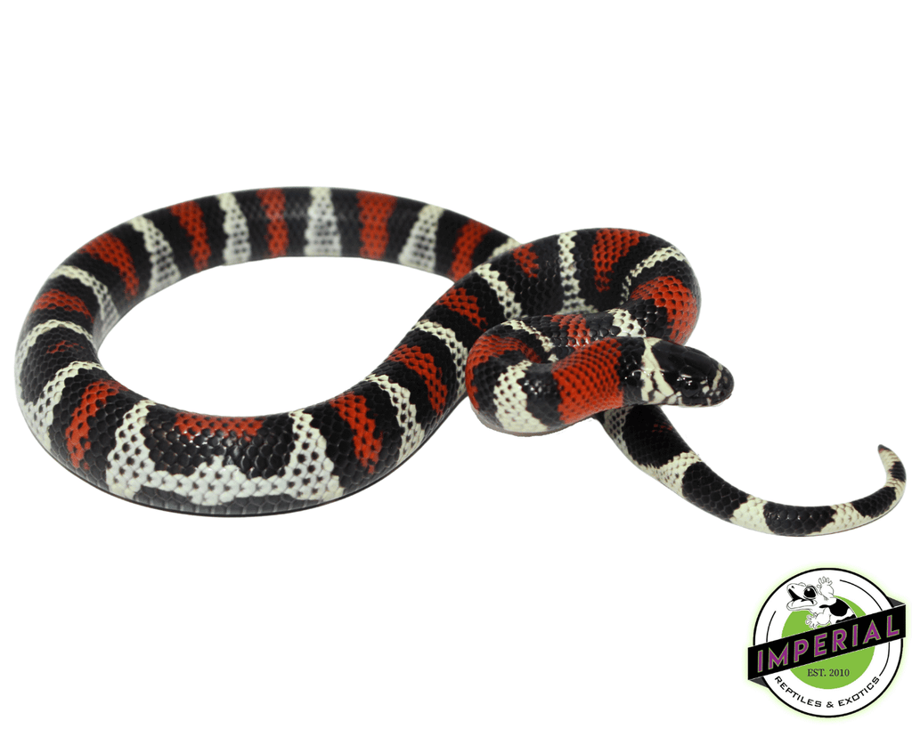 Black milk hot sale snake for sale