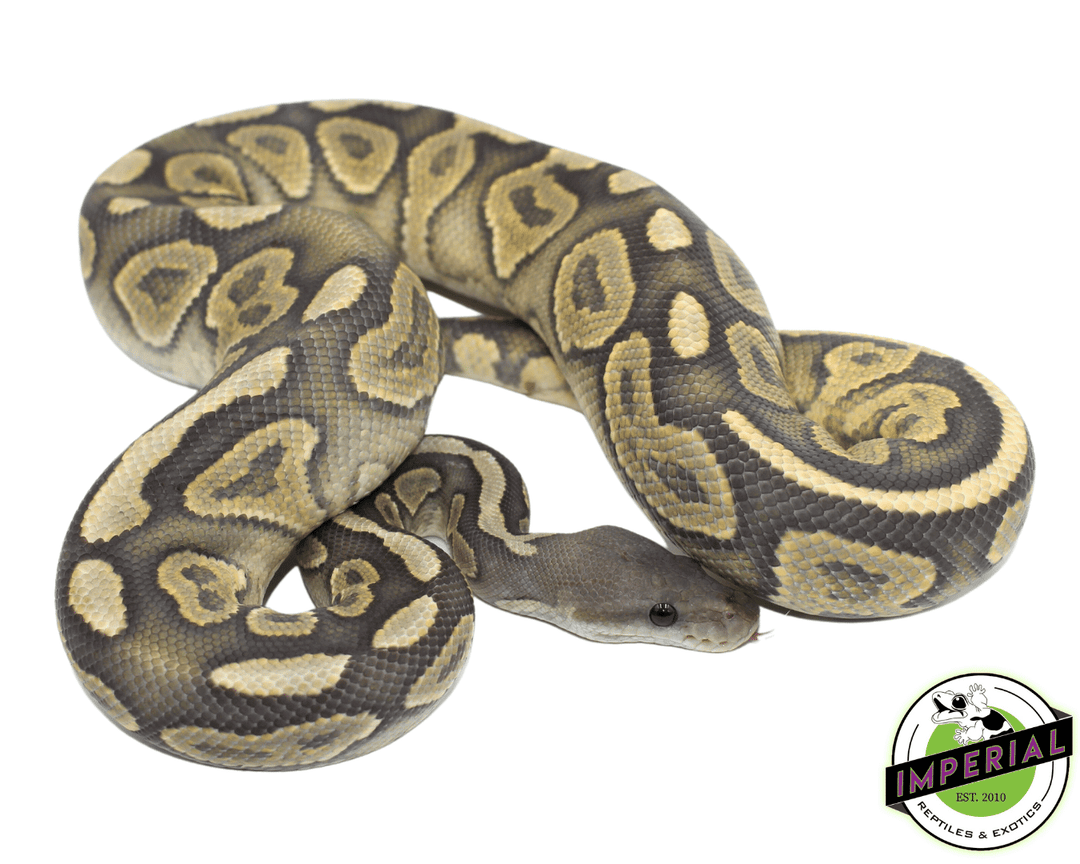 Patternless Ghost Ball Python True Ghost Ball Python